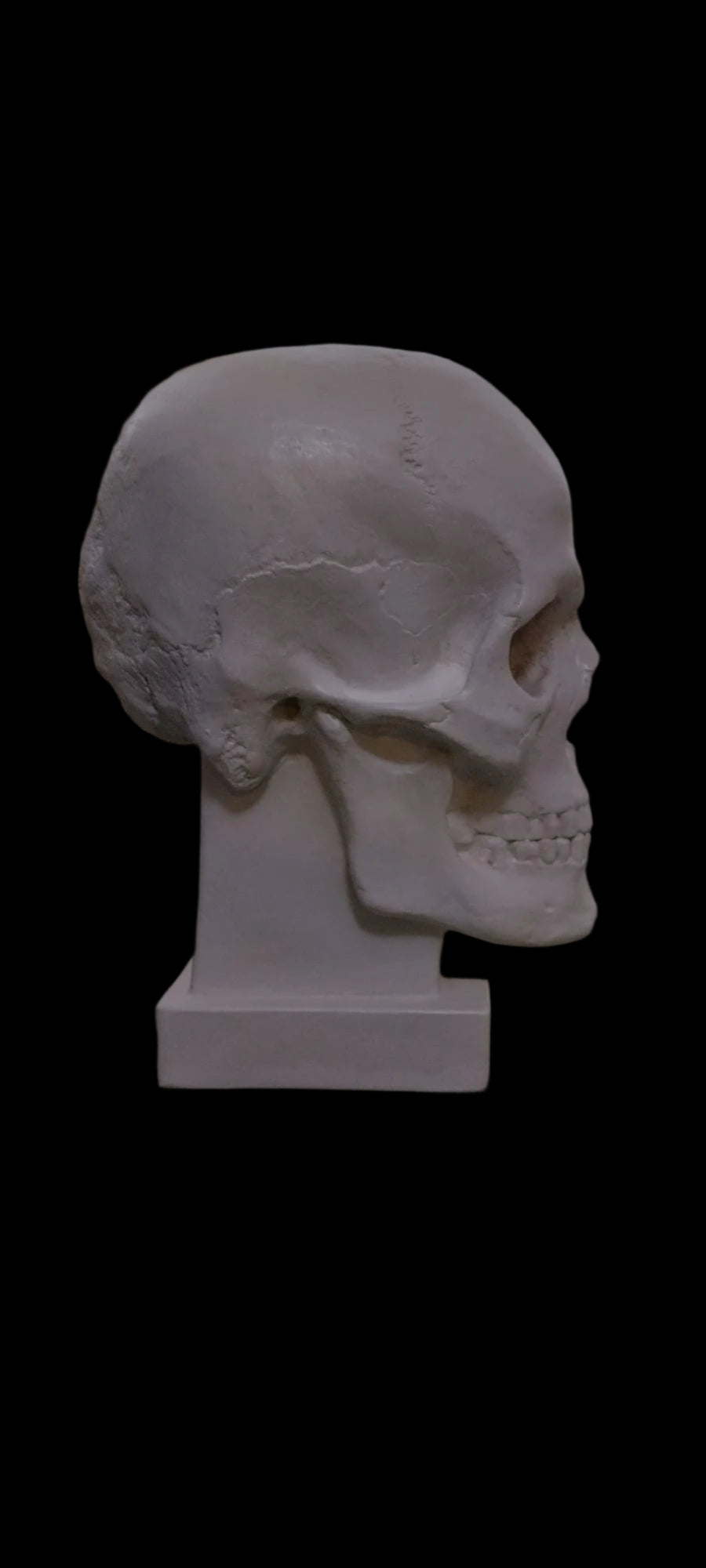 Craniu replică naturală