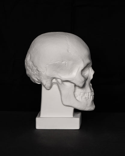Craniu replică naturală