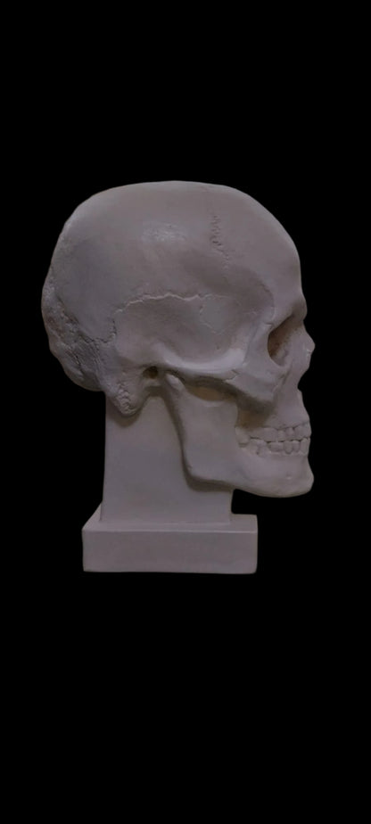 Craniu replică naturală